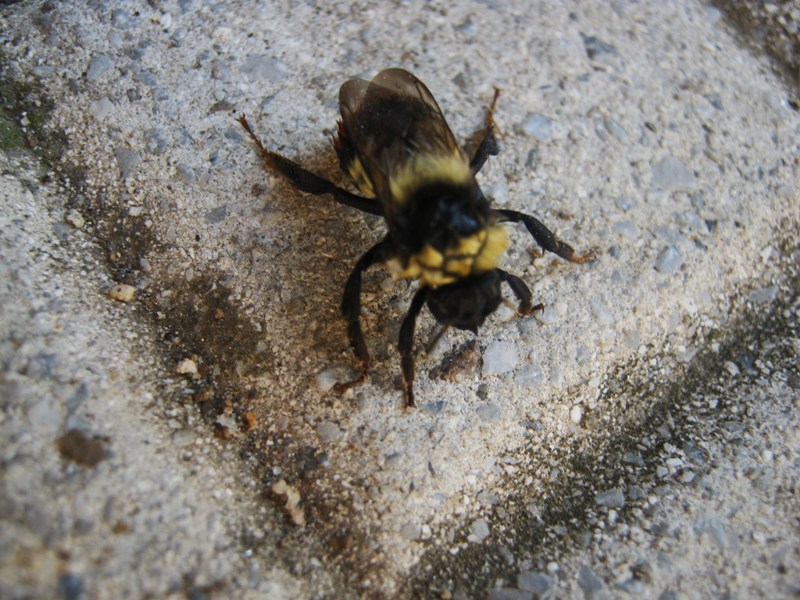 Bombus sp. inzuppato